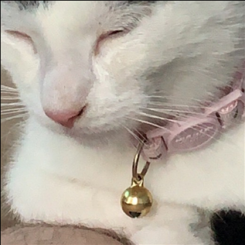 Bell jingling<br><audio controls src='/audio/Cat bell 1.m4a'></audio>